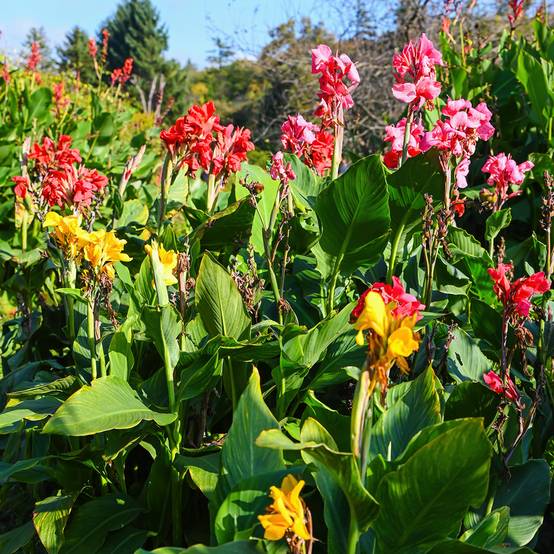 Promesse de Fleurs - Graines de Canna indica - Balisier en mélange le sachet de 15 graines environ (4g)