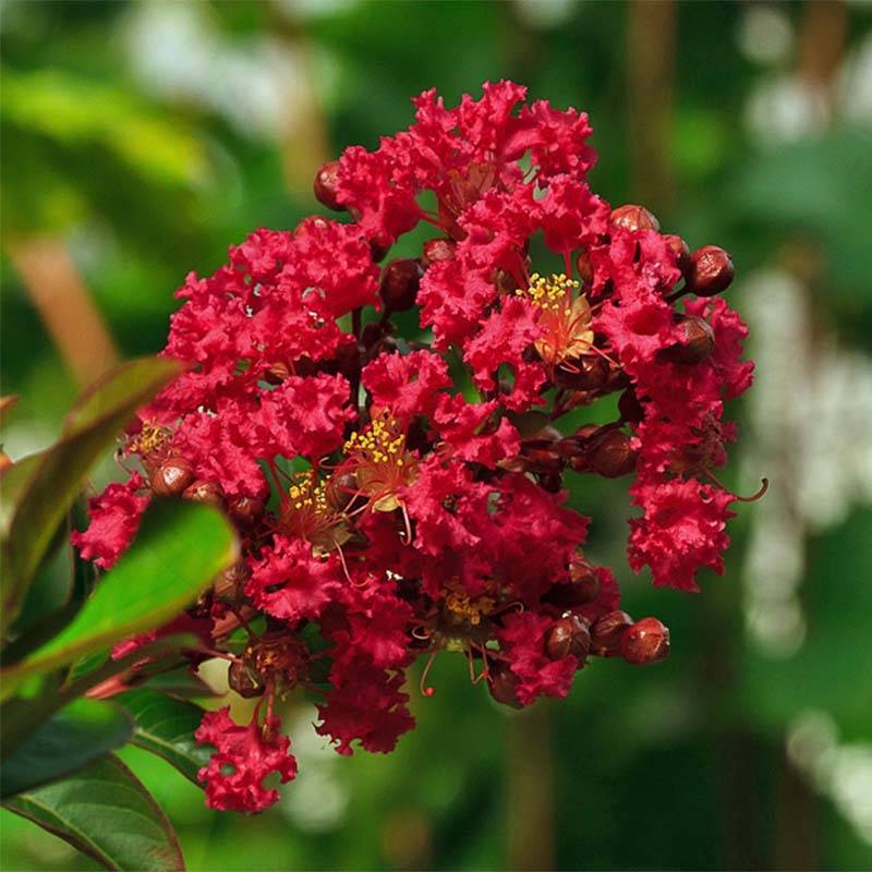 Lagerstroemia indica Rouge Nain - Lilas des Indes Pot de 2L/3L
