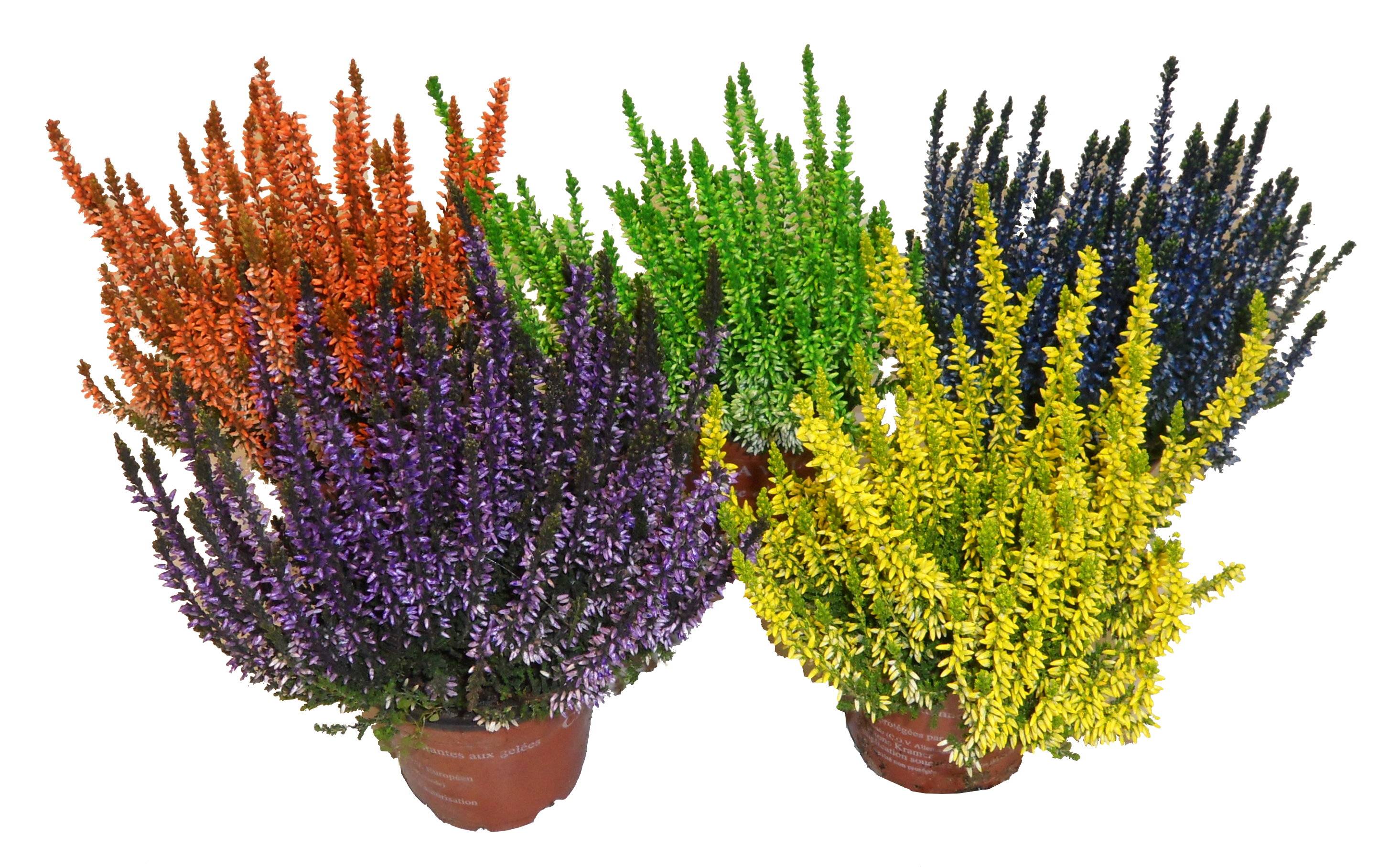 Bruyere calluna teintée divers coloris p10cm - Image 1