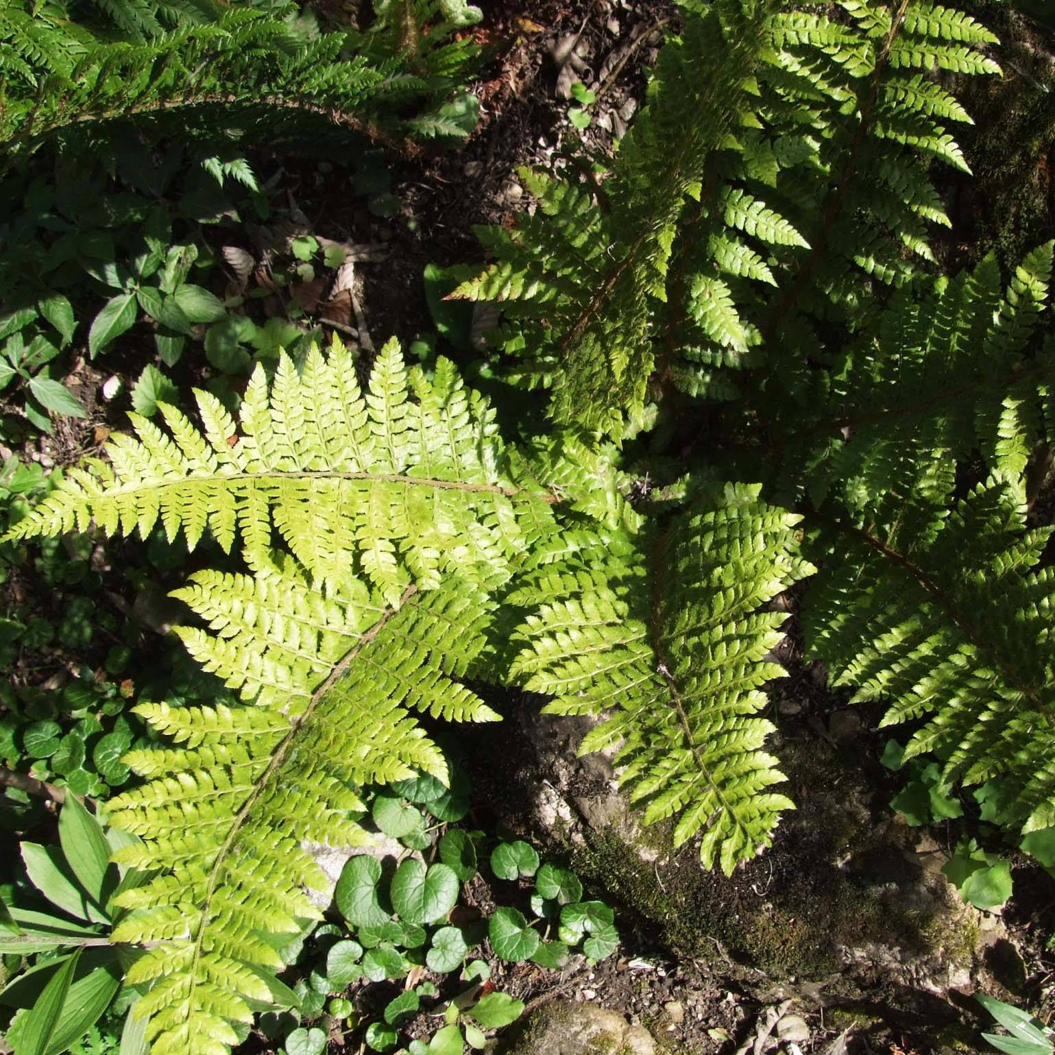 Promesse de Fleurs - Polystichum braunii - Fougère Godet de 8/9 cm