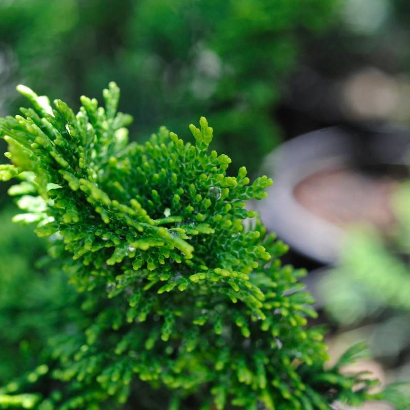 Faux cyprès d'Hinoki Nana Gracilis (Greffée), Chamaecyparis obtusa - Pot de 3L - 20/40 cm - Image 1