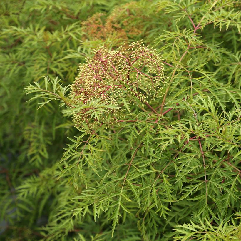 Promesse de Fleurs - Sureau du Canada - Sambucus canadensis Acutiloba Pot de 3L/4L