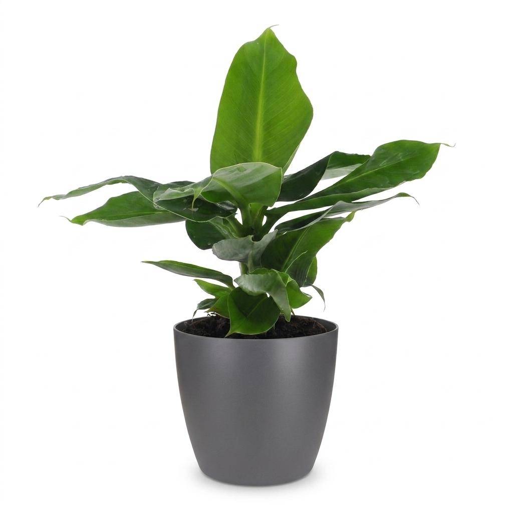 Musa Oriental Dwarf - Bananier nain oriental - Pot de 12cm - 1 plante - Gris - Plantes d'intérieur - Image 2