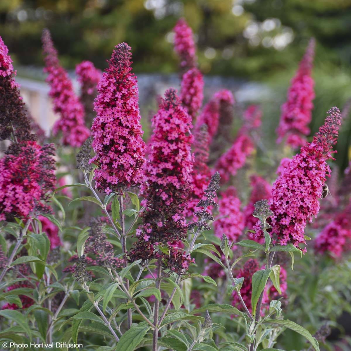 Buddleia davidii Prince Charming - Arbre aux papillons Pot de 2L/3L - Image 1