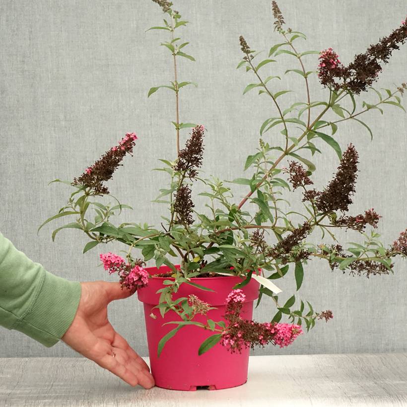 Buddleia davidii Prince Charming - Arbre aux papillons Pot de 2L/3L - Image 2