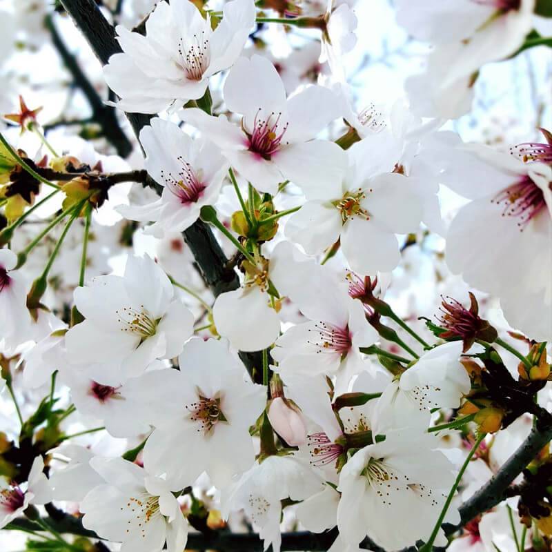 Cerisier bigarreau 'Summit' (Prunus avium 'Summit') - Scion de 150cm - Pépinières Naudet - Image 4