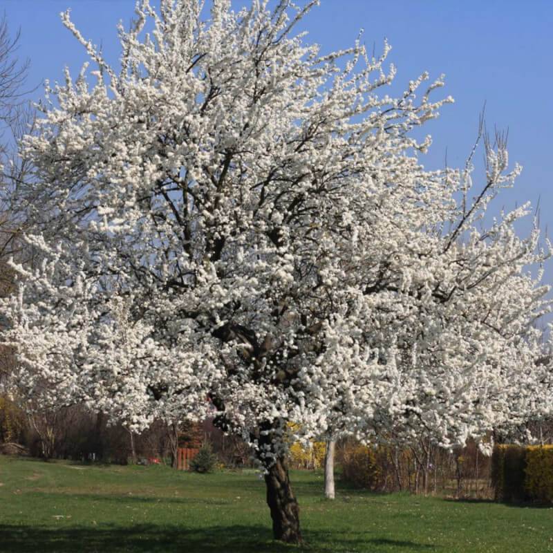 Cerisier bigarreau 'Summit' (Prunus avium 'Summit') - Scion de 150cm - Pépinières Naudet - Image 5