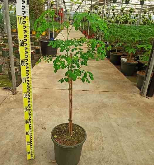 Sans Marque - Moringa oleifera (arbre de vie) Couleur floraison:Blanc - Taille:Pot de 7 litres ? 80/100 cm - Image 2