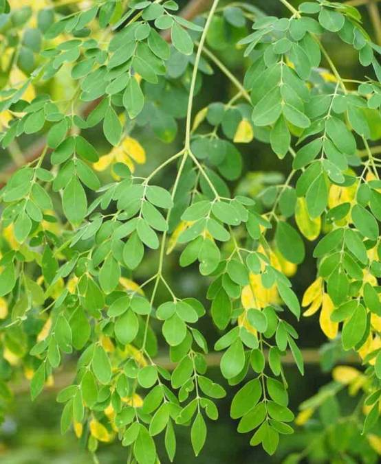 Sans Marque - Moringa oleifera (arbre de vie) Couleur floraison:Blanc - Taille:Pot de 7 litres ? 80/100 cm - Image 1