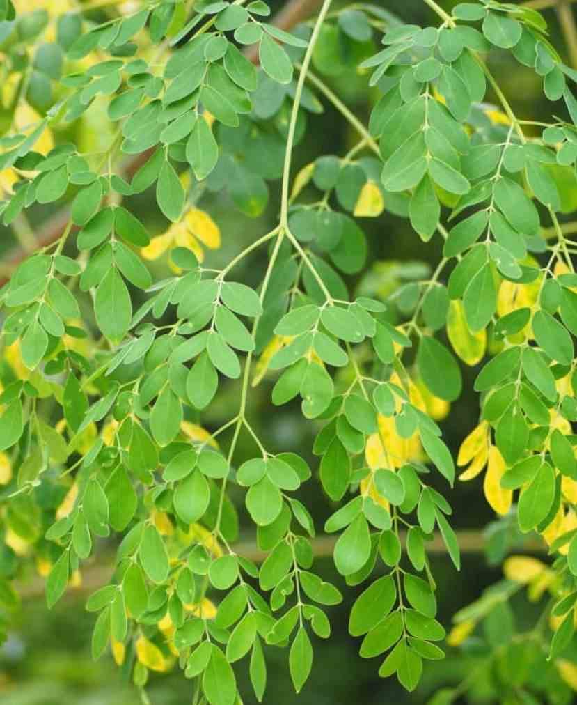 Sans Marque - Moringa oleifera (arbre de vie) Couleur floraison:Blanc - Taille:Pot de 7 litres ? 80/100 cm - Image 1