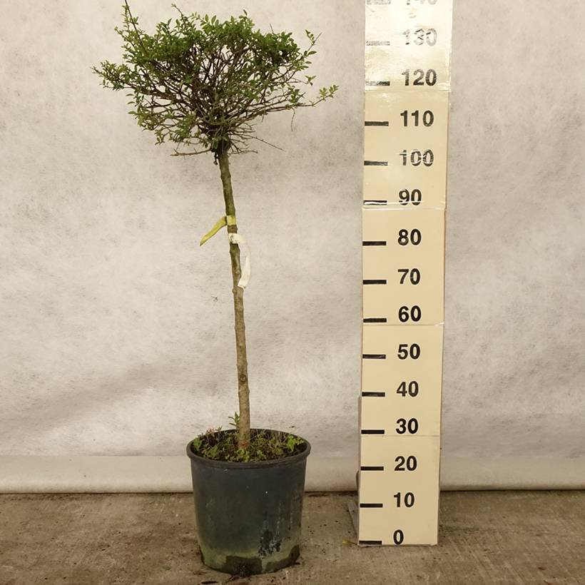 Troène - Ligustrum delavayanum Pot de 12L/15L, 1/4 de tige, Demi-tige (60cm), forme boule diamètre 30/35 cm - Image 2