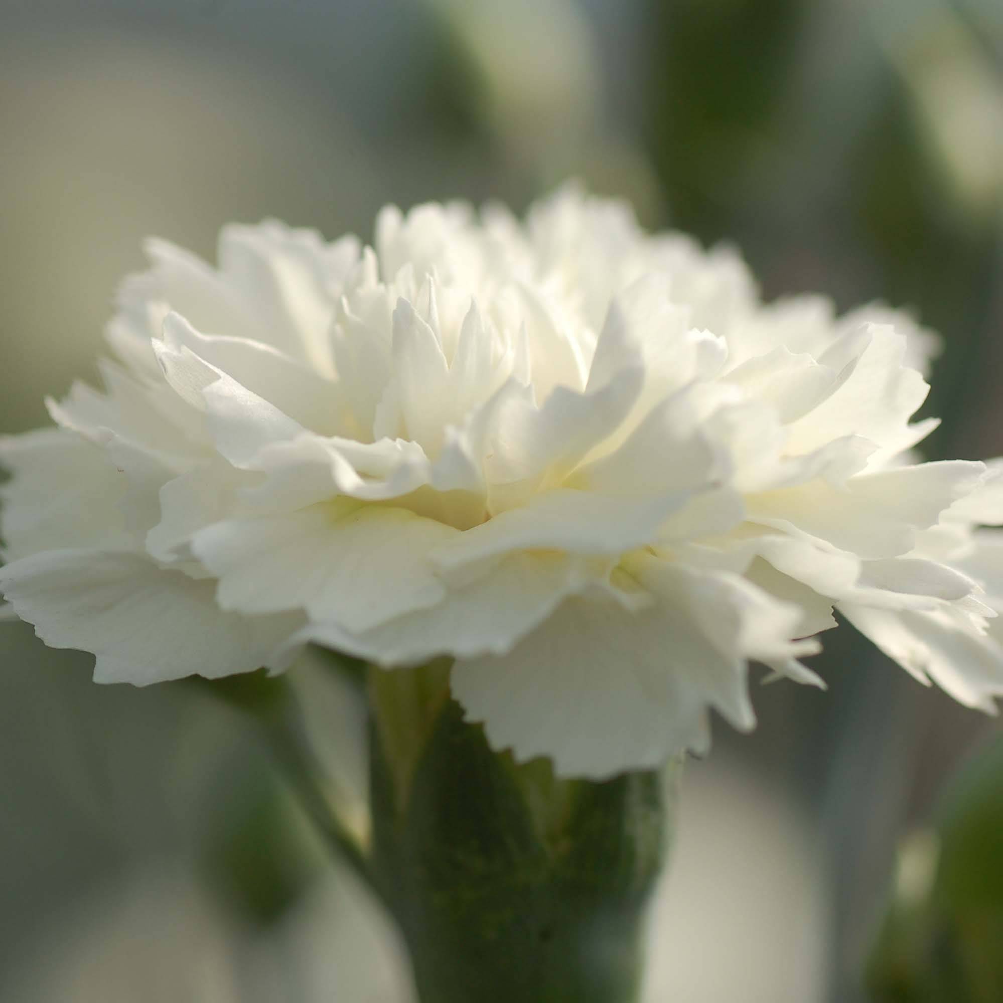 Promesse de Fleurs - Dianthus plumarius Scent First Memories - Œillet mignardise Godet de 7/8 cm