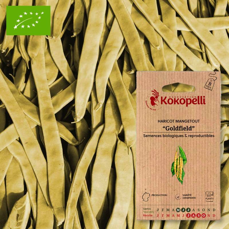 Haricot Mangetout À Rames Goldfield- Graines bio à semer - Image 1