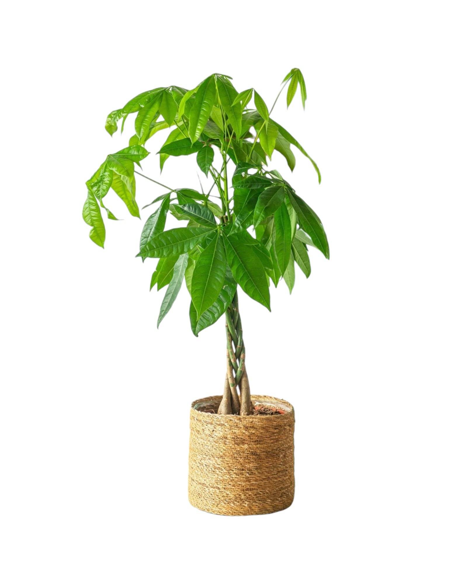 Pachira tronc tressé 80cm - Plante d'intérieur- La Green Touch - Image 1