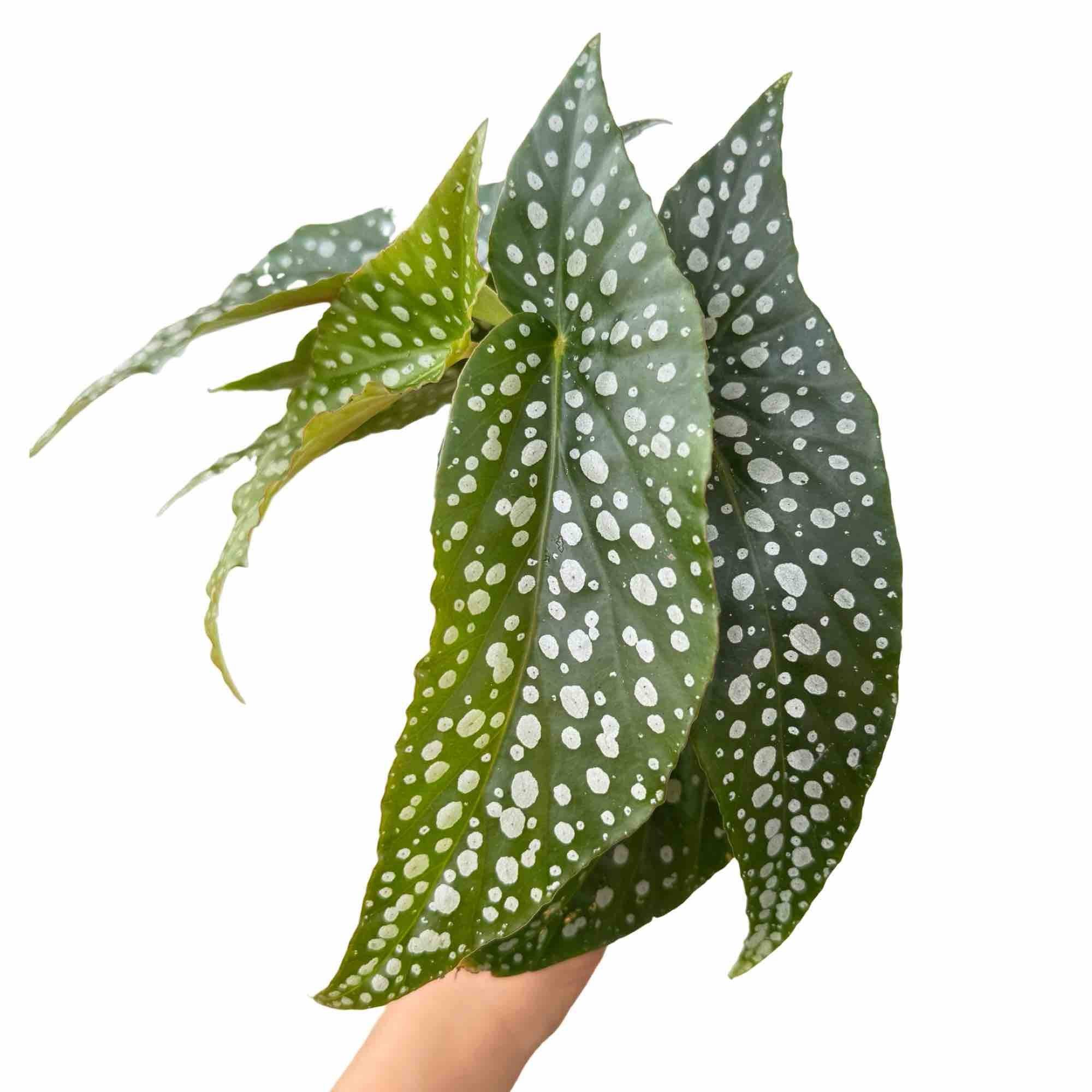 Begonia Maculata - Pot de 6cm - Plantes d'intérieur