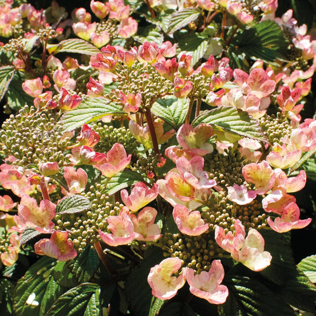 Promesse de Fleurs - Viorne - Viburnum plicatum Pinkimono Pot de 3L/4L