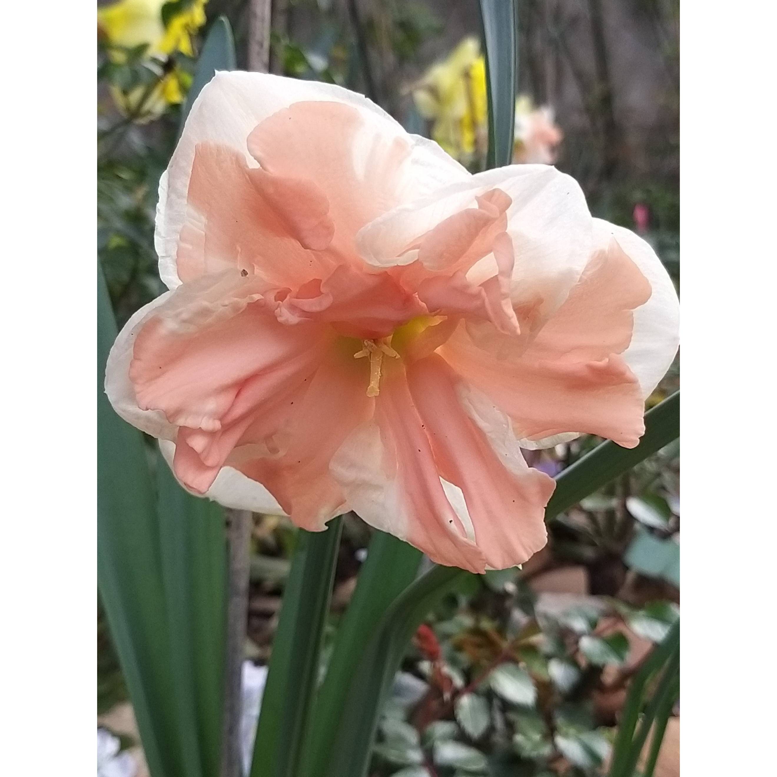 Promesse de Fleurs - Narcisse papillon Apricot Whirl Bulbe calibre 12+ (par 10)