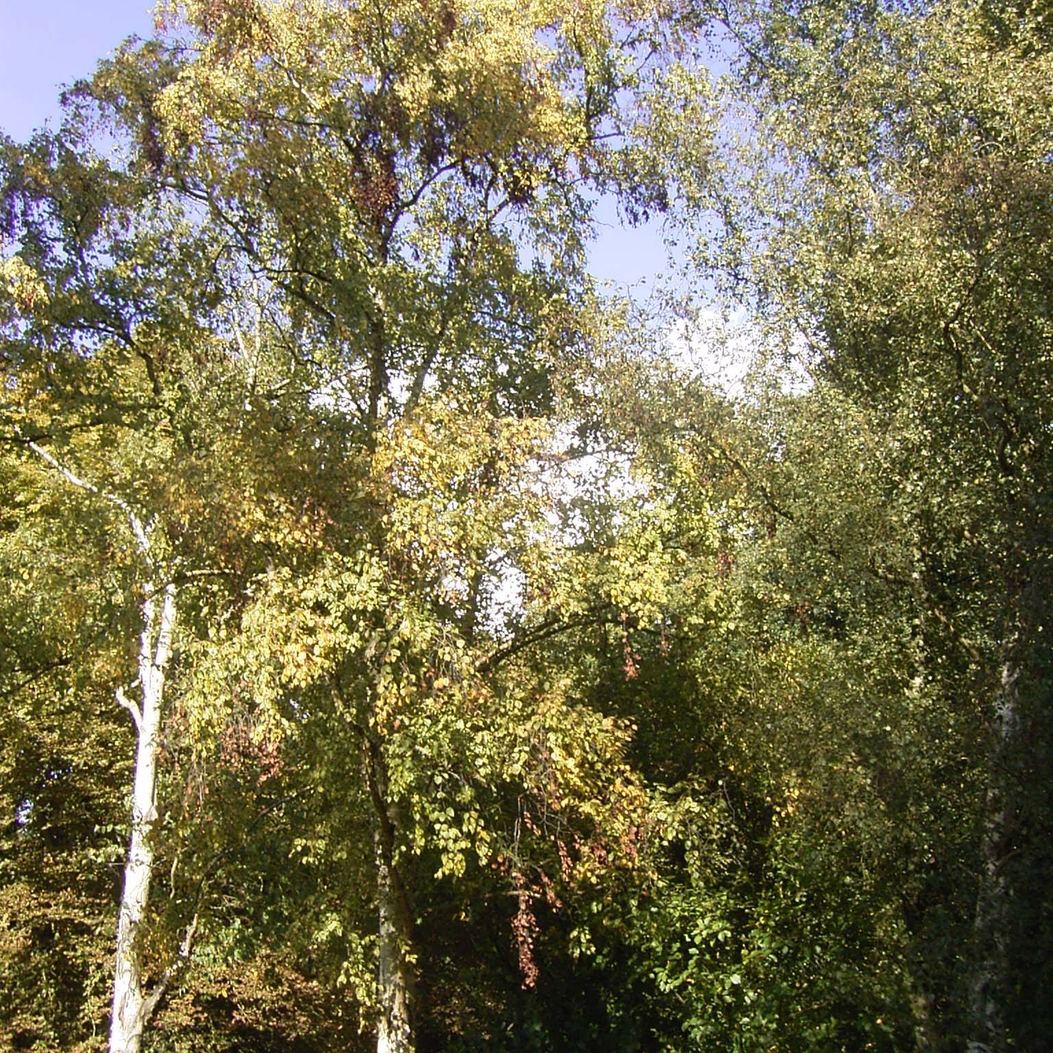 Betula ermanii Holland - Bouleau d'Erman Pot de 12L/15L - Image 1