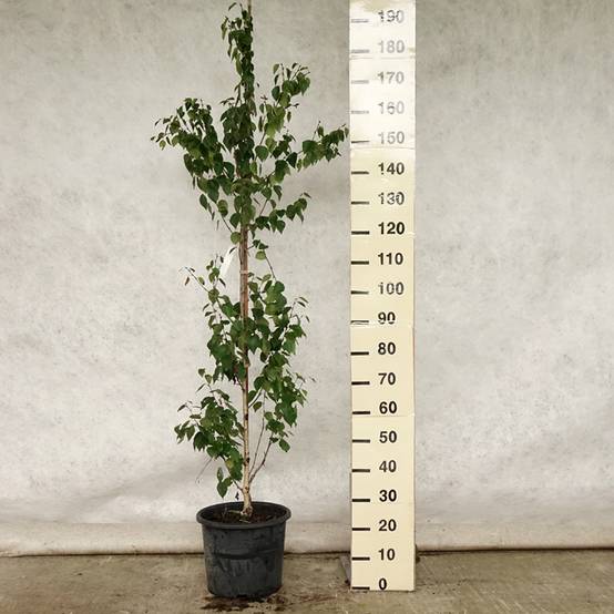 Betula ermanii Holland - Bouleau d'Erman Pot de 12L/15L - Image 2