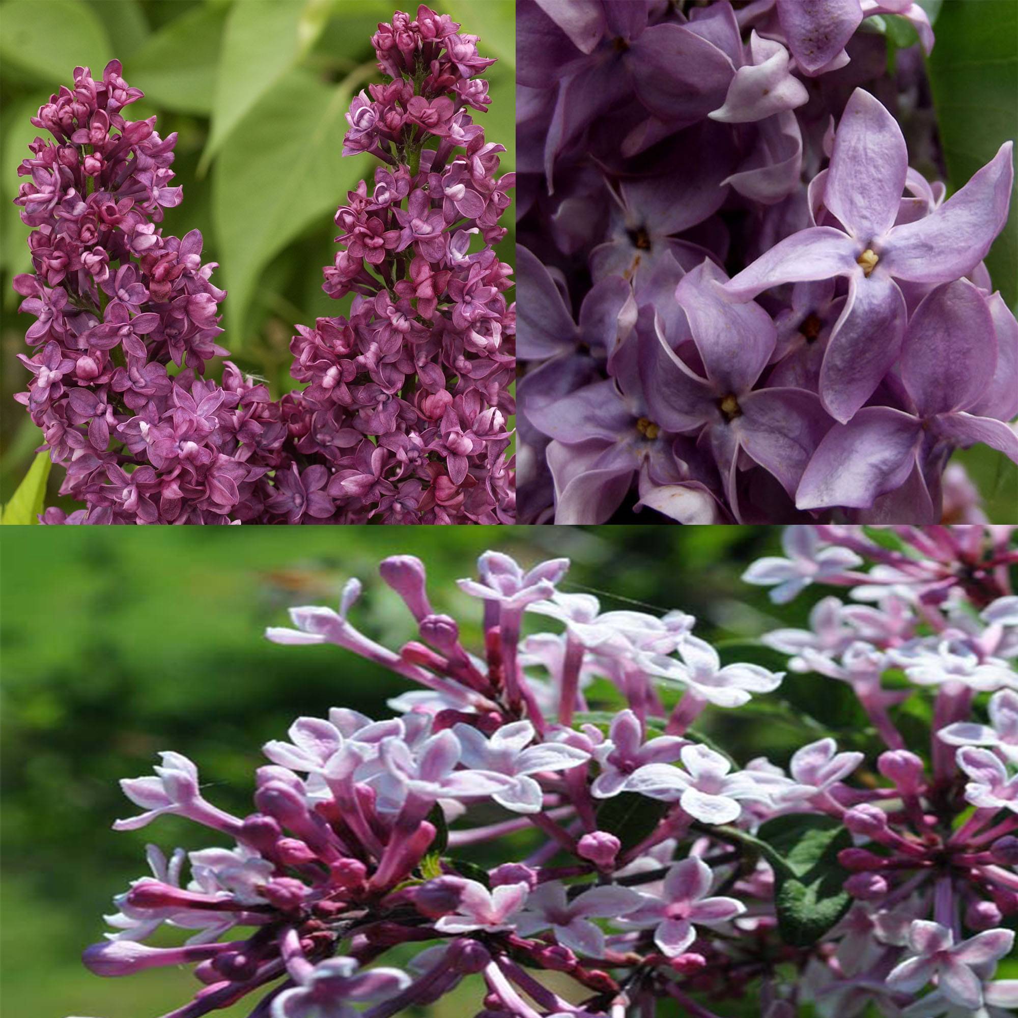 Promesse de Fleurs - Collection de 3 Lilas parfumés - Collection de 3 plantes