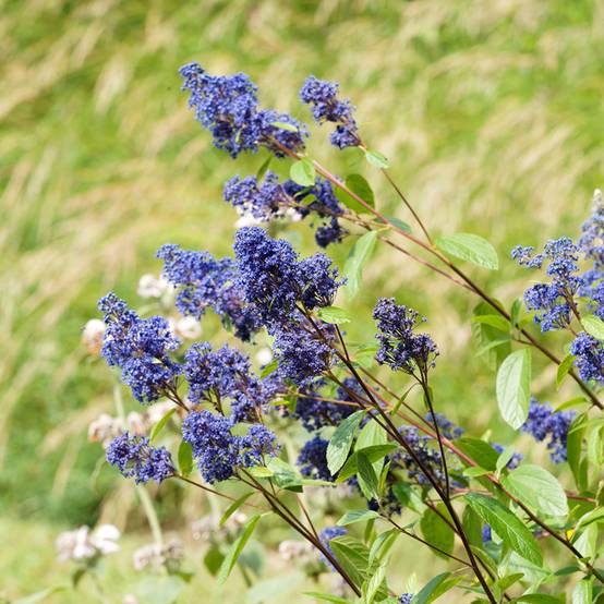 Céanothe Henri Desfossé - Lilas de Californie Pot de 2L/3L - Image 1