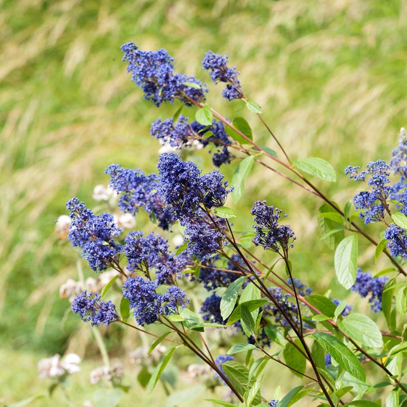 Céanothe Henri Desfossé - Lilas de Californie Pot de 2L/3L