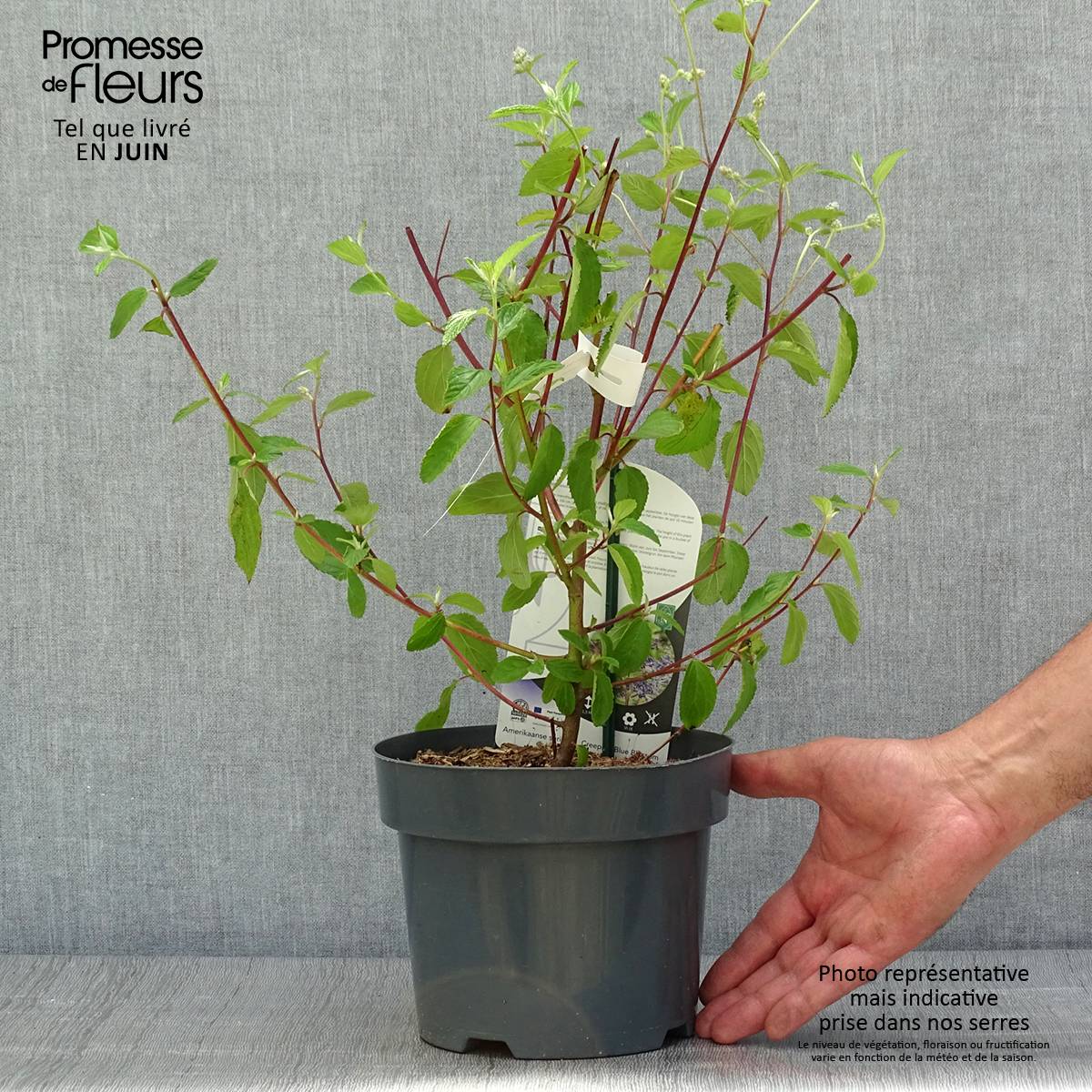 Céanothe Henri Desfossé - Lilas de Californie Pot de 2L/3L - Image 2