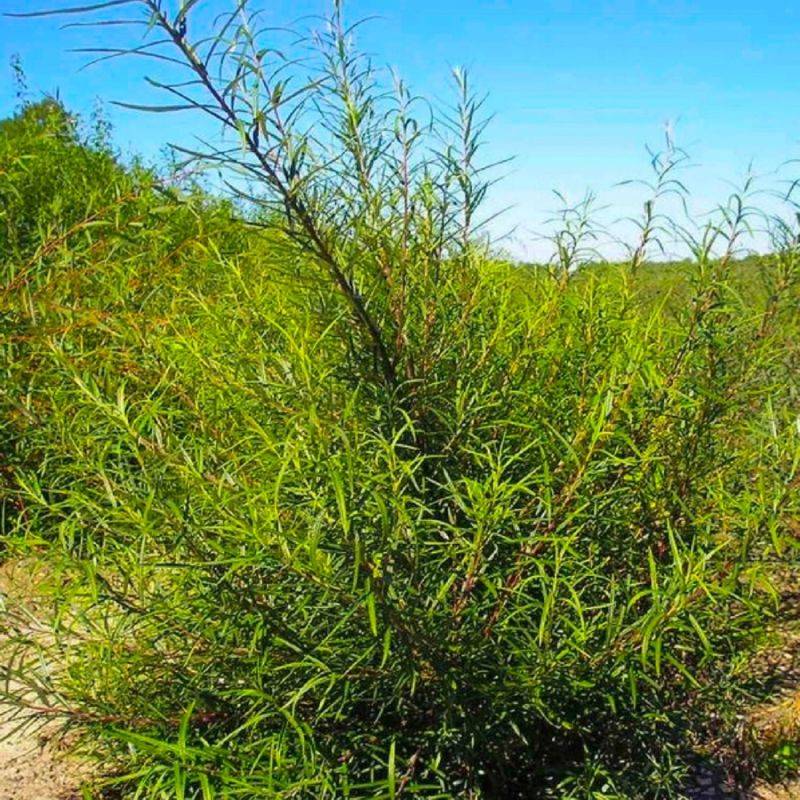 Saule pourpre nain (Salix purpurea 'Nana') - Godet - Taille 20/40cm - Pépinières Naudet