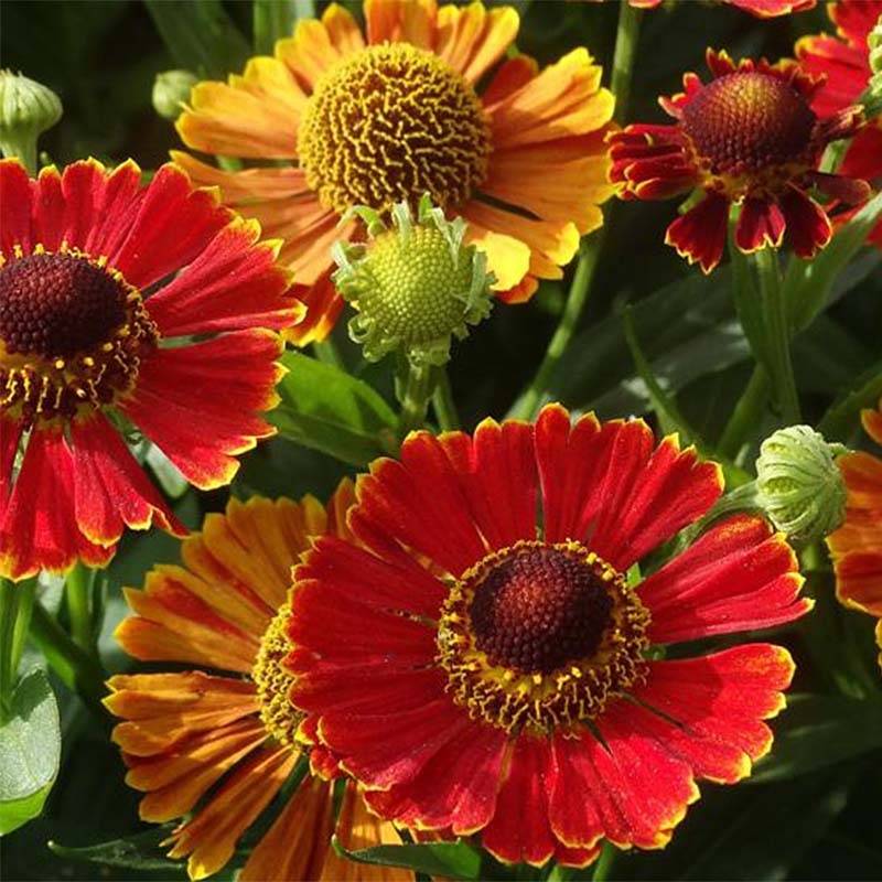 Promesse de Fleurs - Helenium Poncho - Hélénie hybride Godet de 8/9 cm