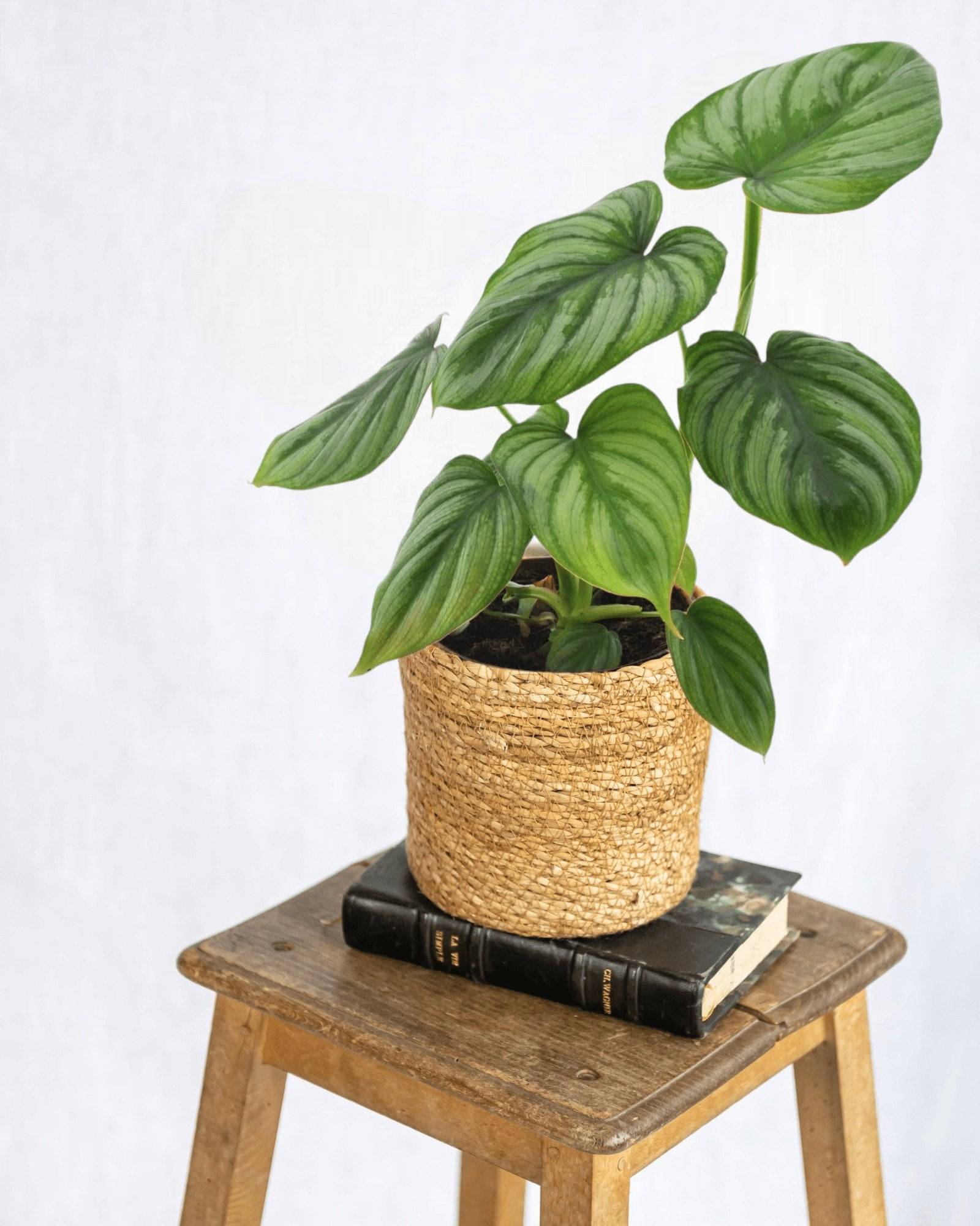 Philodendron Mamei 25cm - Plante d'intérieur- La Green Touch - Image 2
