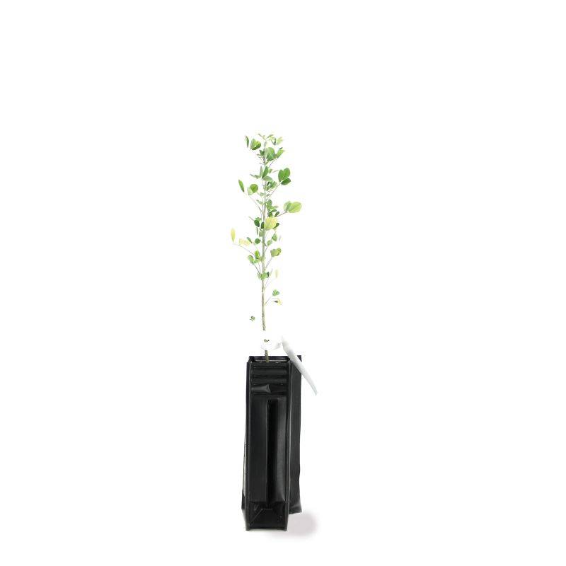Luzerne arborescente (Medicago arborea) - Godet - Taille 20/40cm - Pépinières Naudet - Image 3