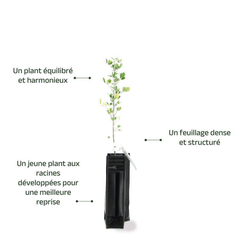 Luzerne arborescente (Medicago arborea) - Godet - Taille 20/40cm - Pépinières Naudet - Image 4