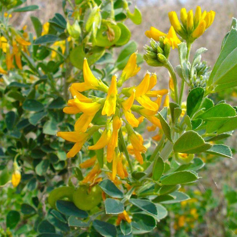 Luzerne arborescente (Medicago arborea) - Godet - Taille 20/40cm - Pépinières Naudet - Image 2
