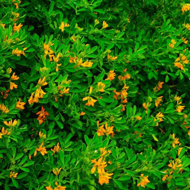 Luzerne arborescente (Medicago arborea) - Godet - Taille 20/40cm - Pépinières Naudet - Image 1