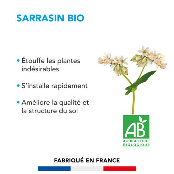 Sarrasin - Étouffe les Plantes Indésirables - S'Installe Rapidement - Améliore la Qualité et la Structure du Sol - 500G - BARENBRUG - Image 2