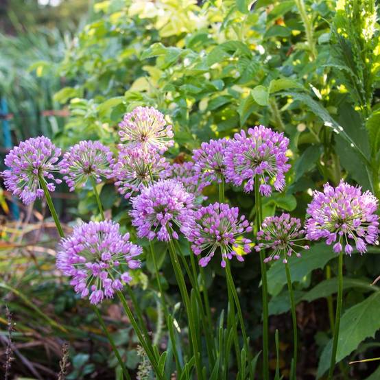 Ail d'ornement - Allium Millenium Godet de 8/9 cm