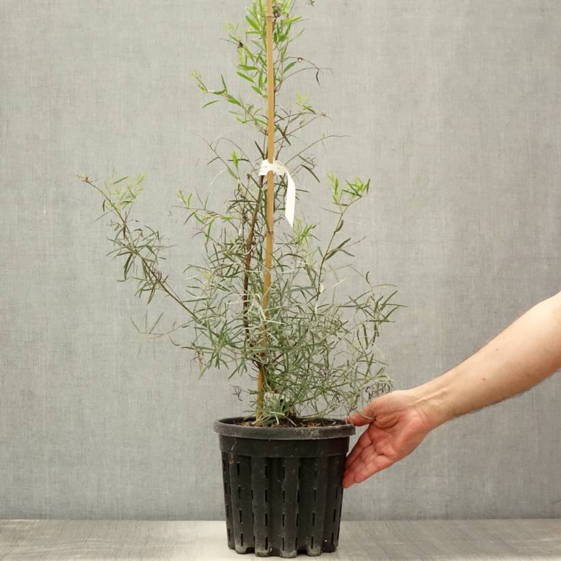 Promesse de Fleurs - Eucalyptus nicholii - Gommier menthe de Nicol Pot de 4L/5L, Pot anti-chignon - Image 2