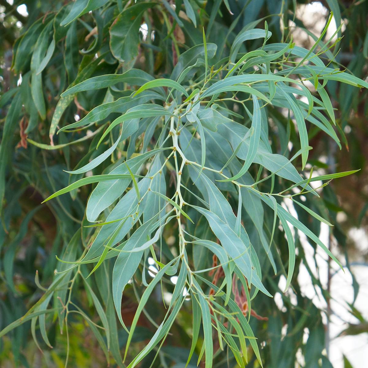Promesse de Fleurs - Eucalyptus nicholii - Gommier menthe de Nicol Pot de 4L/5L, Pot anti-chignon - Image 1