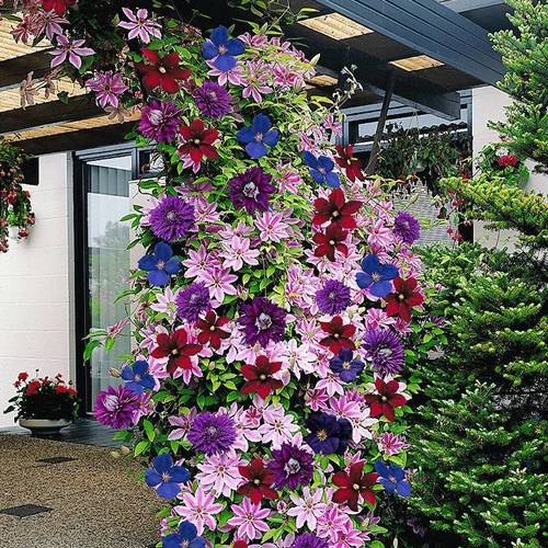 Gardenersdream - Clématites 'Arc-en-ciel' 4 plantes 4 couleurs mélange plantes à fleurs pour décor jardin - GardenersDream - Image 1