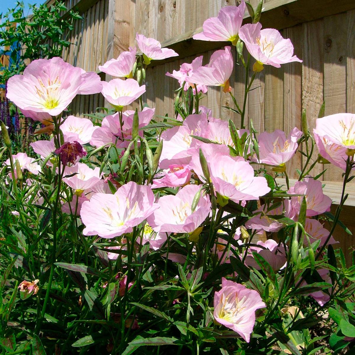 Promesse de Fleurs - Oenothera Twilight - Onagre Godet de 8/9 cm