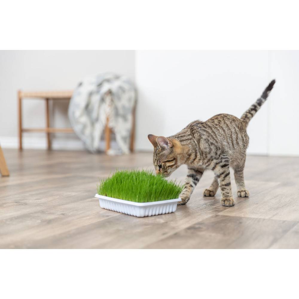 Herbe à chat tendre 100 g en barquette - Image 4