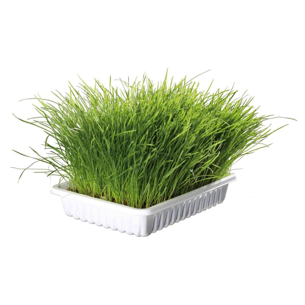 Herbe à chat tendre 100 g en barquette - Image 1