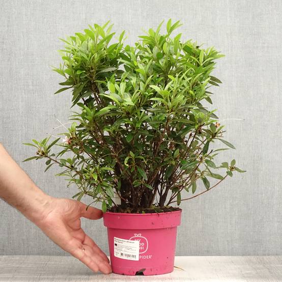 Azalée du Japon Pink Spider - Rhododendron hybride Pot de 2L/3L - Image 2