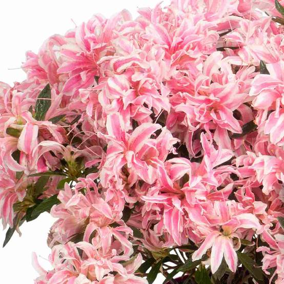 Azalée du Japon Pink Spider - Rhododendron hybride Pot de 2L/3L - Image 1