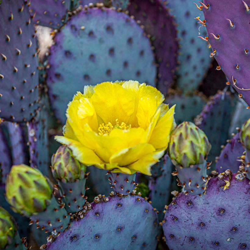 Opuntia santa-rita - Cactus raquette Pot de 3L/4L - Gamm vert