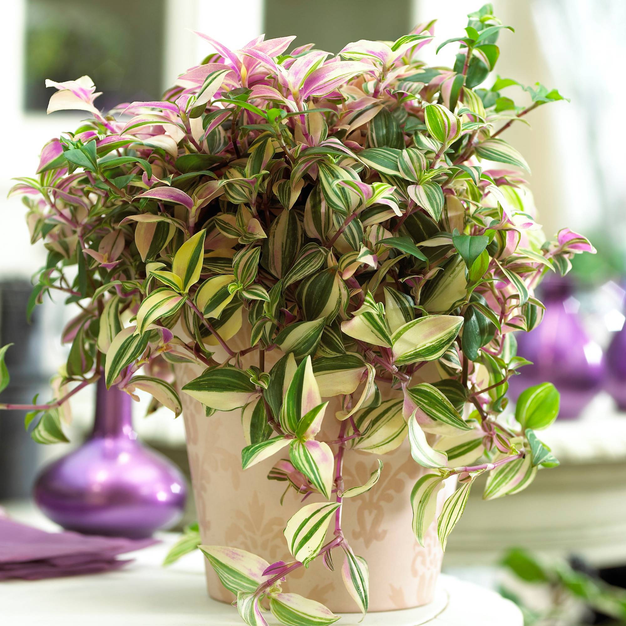 Gardenersdream - Tradescantia Quadricolor | Misère | Plante D'Intérieur À Quatre Couleurs De 15 À 25 Cm En Pot - GardenersDream - Image 1