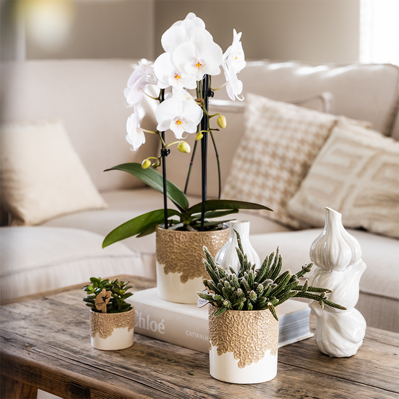 Orchidée Phalaenopsis 'Niagara Falls' blanche - Pot de 12cm - Céramique sable - Plantes d'intérieur - Image 4