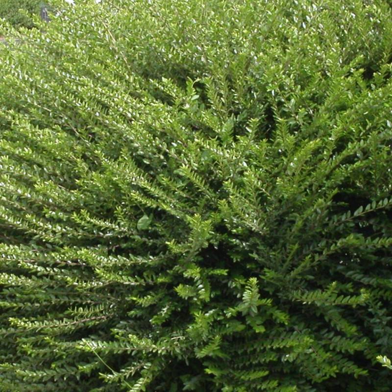 Chèvrefeuille à cupule Mossgreen - Pot de 3L - 20/40 cm