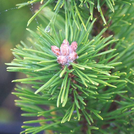 Pin de montagne nain Gnom, Pinus - Pot de 5L - 40/60 cm - Image 2