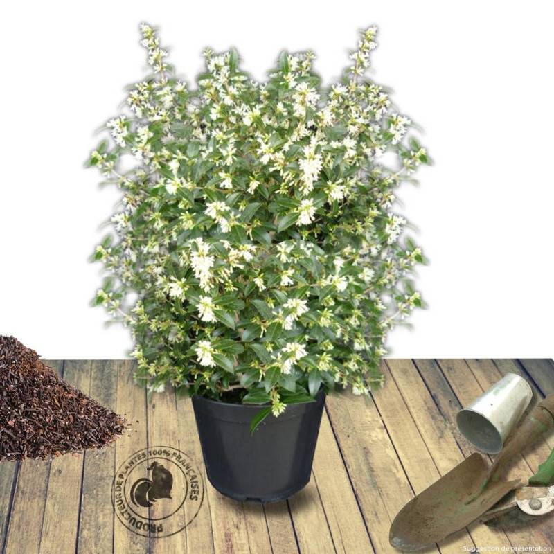 Osmanthe de Burkwood, Osmanthus à fleurs Blanche - feuillage Persistant - Godet - 5/20 cm-  hauteur à maturité De 2,50 m à 3,00 m - Image 8